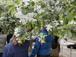 flowering trees in the foreground with indistinguishable people in the background